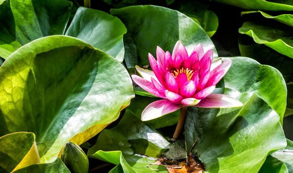 bright lotus in the lake on nature background