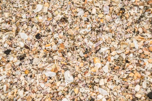 many small conches on the beach