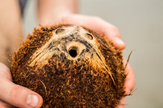 fresh brown coconut just taken fromthe palmtree