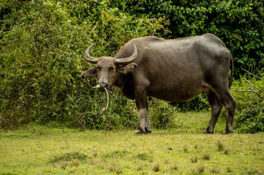 black bull standing on the grass