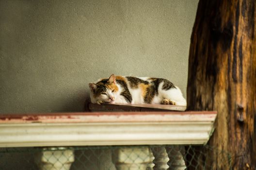 cat lying on the balcony outside