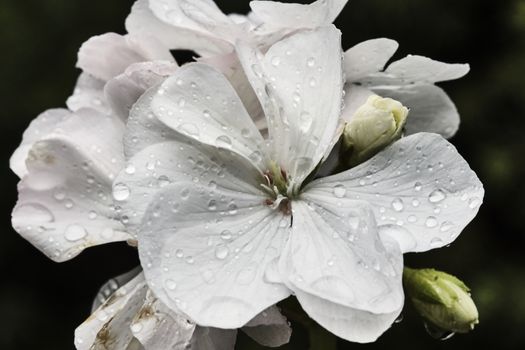 Geranium - spring flower decorative
