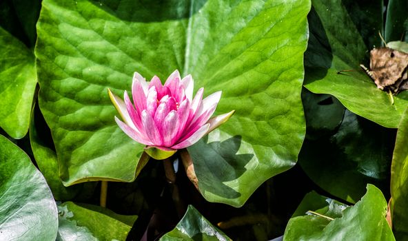 bright lotus in the lake on nature background