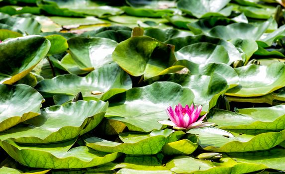 bright lotus in the lake on nature background