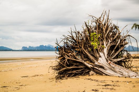 tree laying on the beach