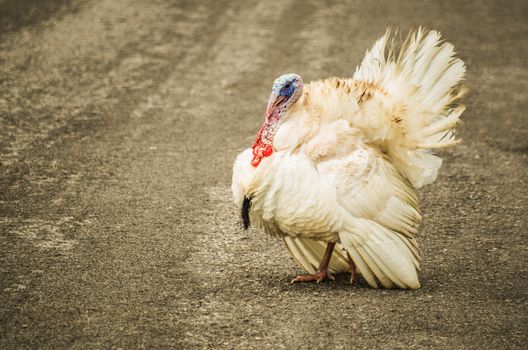 white turkey on the farm