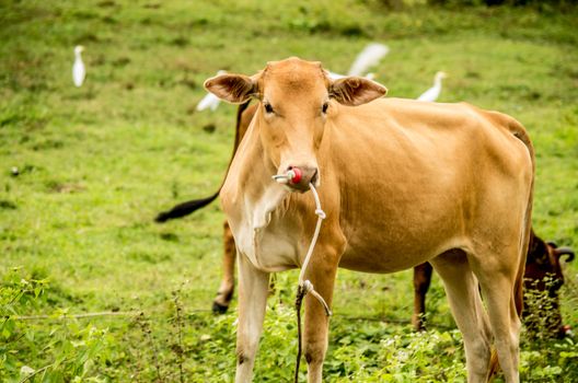 brown bull standing on the grass