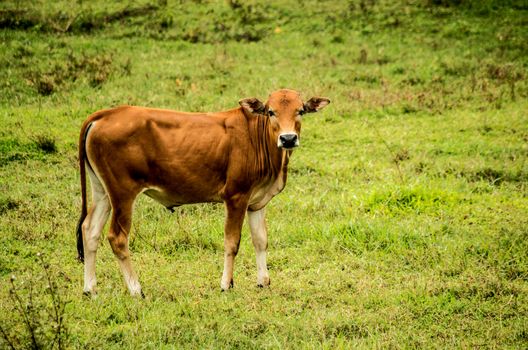 brown bull standing on the grass