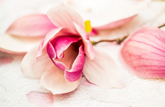 pink rose on the pink soft rug on nature background