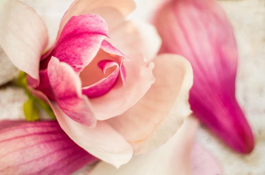 pink rose on the pink soft rug on nature background