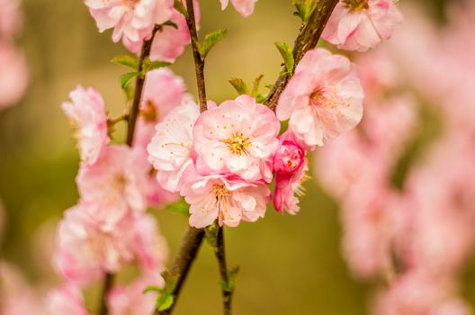 beautiful spring flowers on a branch of a tree