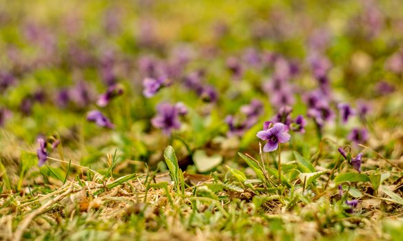 the green lawn covered with purple flowers