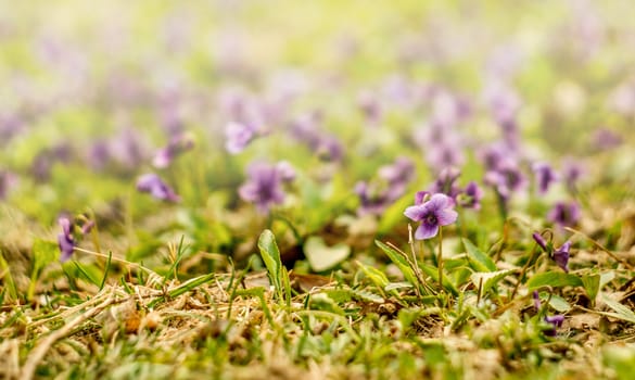 the green lawn covered with purple flowers and fog