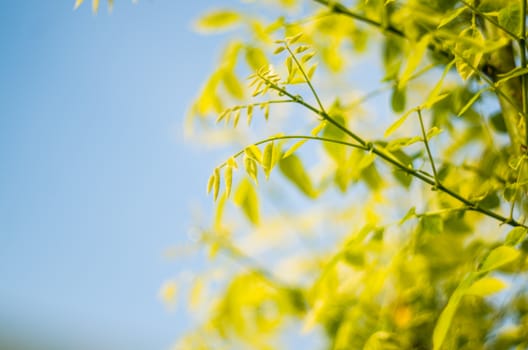 fresh young green leaves on the blue sky background