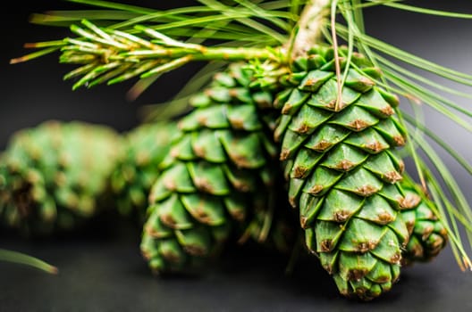 green fir cones on the black background