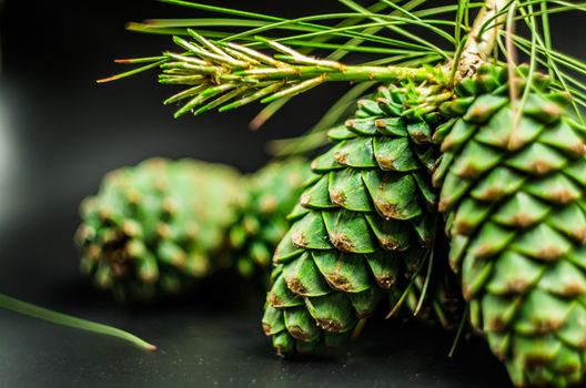 green fir cones on the black background