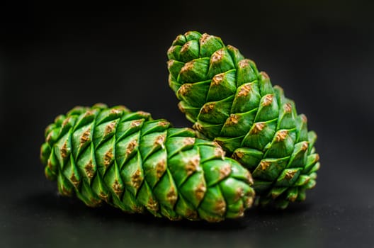 green fir cones on the black background