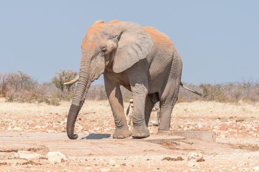 An African elephant, Loxodonta africana, covered with red sand at the Rateldraf waterhole in Northern Namibia