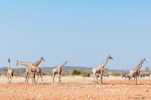 Six giraffes and a herd of Burchells Zebras at the Rateldraf waterhole in North-Western Namibia.