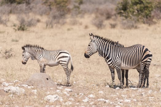 A Hartmann Mountain Zebra mare, Equus zebra hartmannae, with two foals in North-Western Namibia