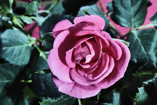 Pink flower rose  close-up