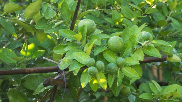 Lime green tree hanging from the branches of it