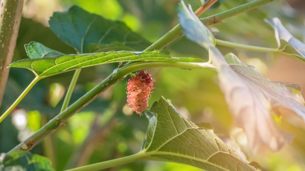 ripe mulberries fruit  in the green foliage