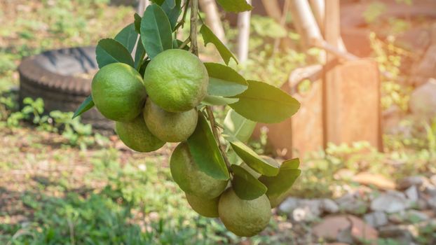 Lime green tree hanging from the branches of it