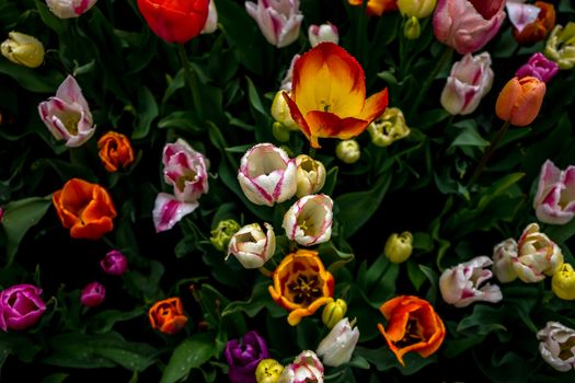 Beautiful colourful tulip flowers with beautiful background on a spring day in Lisse, Tulip gardens, Netherlands, Europe