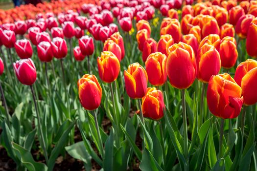 Beautiful colourful tulip flowers with beautiful background on a spring day in Lisse, Tulip gardens, Netherlands, Europe