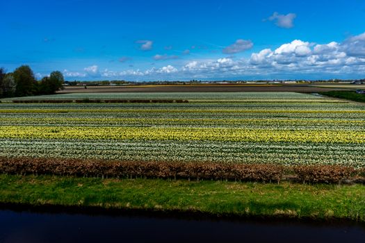 Beautiful colourful tulip flowers with beautiful background on a spring day in Lisse, Tulip gardens, Netherlands, Europe