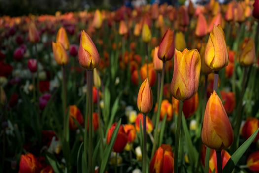 Beautiful colourful tulip flowers with beautiful background on a spring day in Lisse, Tulip gardens, Netherlands, Europe