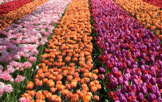 Beautiful colourful tulip flowers with beautiful background on a spring day in Lisse, Tulip gardens, Netherlands, Europe