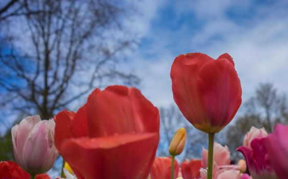 Beautiful colourful tulip flowers with beautiful background on a spring day in Lisse, Tulip gardens, Netherlands, Europe