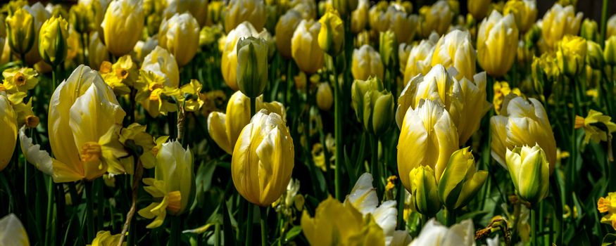 Beautiful colourful tulip flowers with beautiful background on a spring day in Lisse, Tulip gardens, Netherlands, Europe