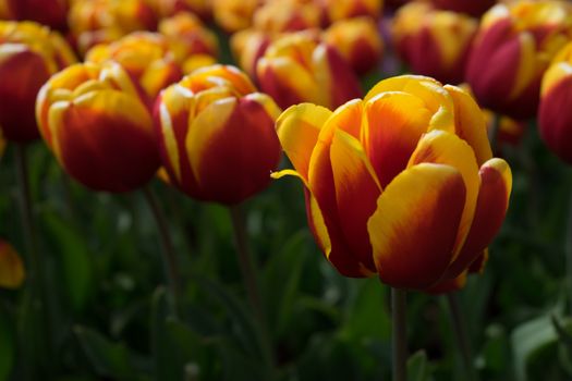 Beautiful colourful tulip field with beautiful background on a spring day