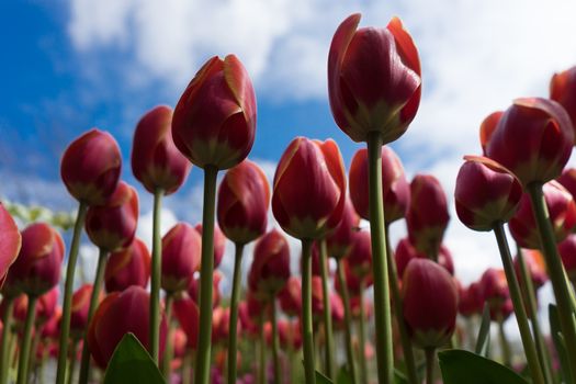 Beautiful colourful tulip field with beautiful background on a spring day