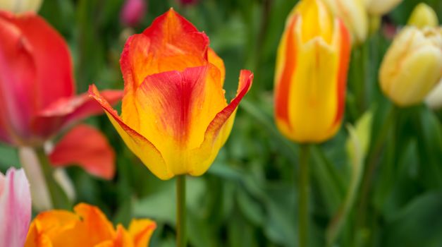 Beautiful colourful tulip field with beautiful background on a spring day