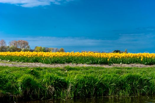 Beautiful colourful tulip field with beautiful background on a spring day