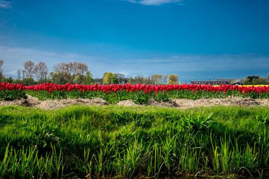 Beautiful colourful tulip field with beautiful background on a spring day