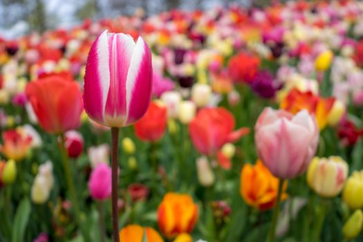 Beautiful colourful tulip field with beautiful background on a spring day