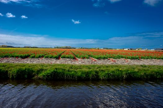 Beautiful colourful tulip field with beautiful background on a spring day