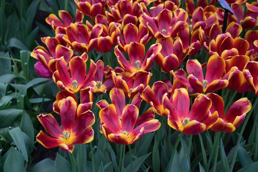 Beautiful colourful tulip field with beautiful background on a spring day