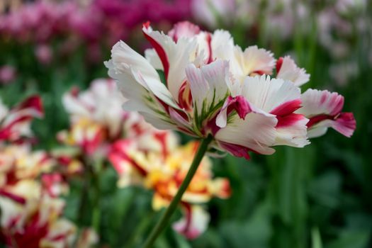 Beautiful colourful tulip field with beautiful background on a spring day