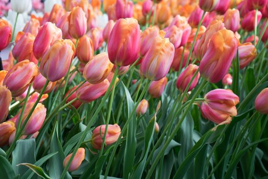 Beautiful colourful tulip field with beautiful background on a spring day