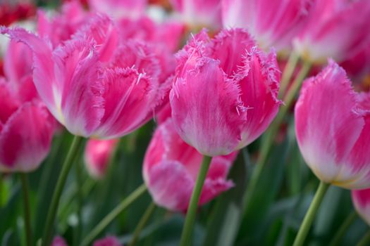 Beautiful colourful tulip field with beautiful background on a spring day