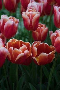 Beautiful colourful tulip field with beautiful background on a spring day