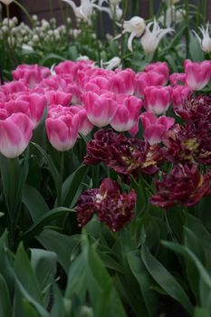 Beautiful colourful tulip field with beautiful background on a spring day