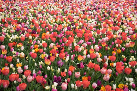 Beautiful colourful tulip flowers with beautiful background on a spring day