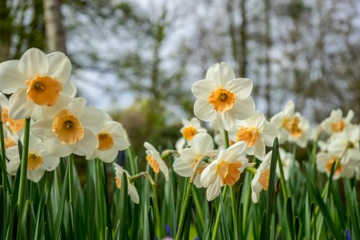 Beautiful colourful tulip flowers with beautiful background on a spring day